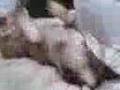 Bull Terrier Miniatura video