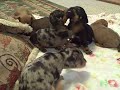 Chiweenies Daschund Chihuahua mix 3 weeks old Puppies