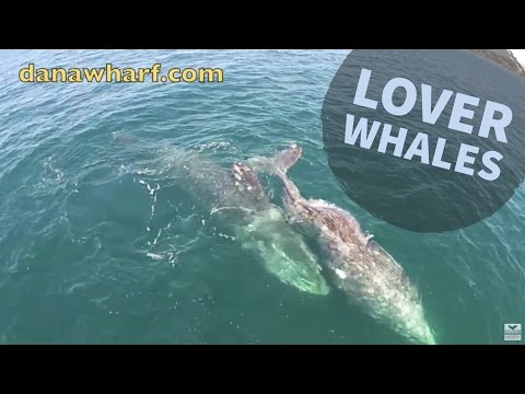 #DRONEVIDEO Courting