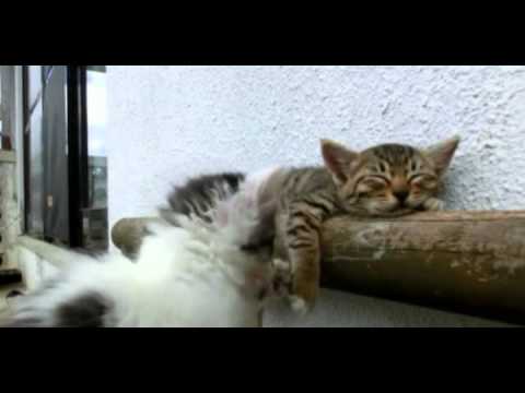 how to train kittens to sleep at night