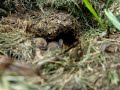 Little Wabbits in our grass pile!!! with Bob & Tom Little Wabbits in our grass pile!!! with Bob & Tom