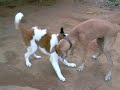 My Saint Bernard pupy and Great Dane playin in Back yard.Part2 My Saint Bernard pupy and Great Dane playin in Back yard.Part2
