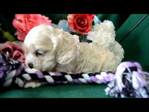 Halley AKC Silver Buff Female Cocker Spaniel Puppy for sale