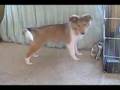 My Puppy, Keiva
