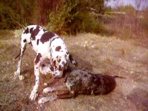 dogue allemand