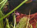Gudgeon in Cold water fish tank/ Gründling im Aquarium [1/1]