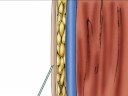 Pharmacology: IV Absorption