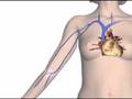 Pharmacology: IV Absorption