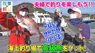 夫婦で釣りを楽しもう！　海上釣り堀で高級魚をゲット！（四季の釣り/2022年2月11日放送）