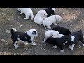 Blonde and black and white Border Collie puppies White Collie