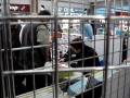 videos de Jean-Michel Zecca
