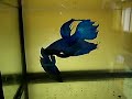 Apareamiento Bettas