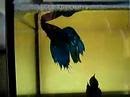 Apareamiento Bettas