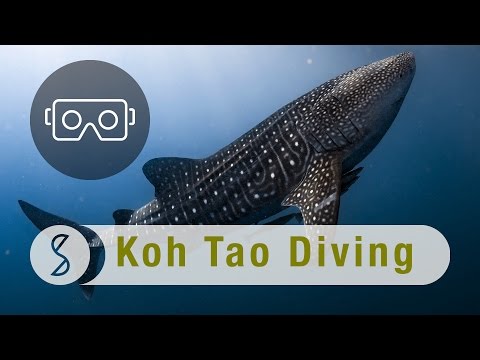Diving with Whale Sharks and Barracudas in Koh Tao : Spice 360 VR - YouTube