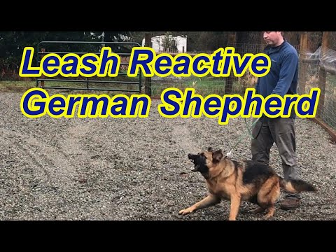 Leash Reactive German Shepherd-Tips