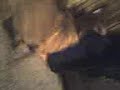 playing with Gizzie