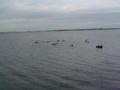 SeaCock Duck Hunting 2