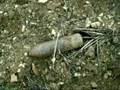 Verdun Teil 1 - Fundmunition, part 1: shells and granades