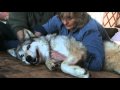 Energy Healing Wolf (revised)