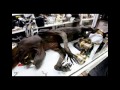 Fantasmas y Cryptozoology Fantasmas y Cryptozoology