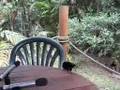 Riflebird audio recording session