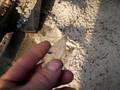 florida hardin arrowhead(citrus point) indian