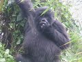 Mountain Gorilla