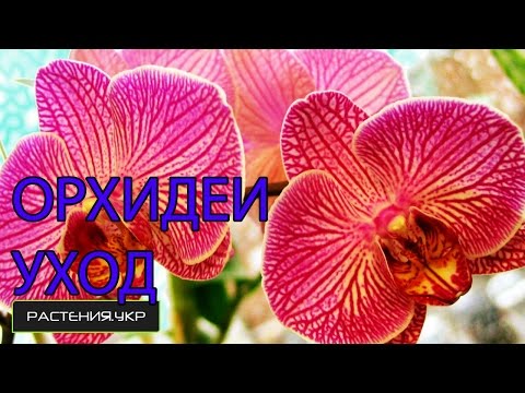 how to fertilize an orchid