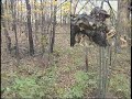 Venison Harvest by Hayman