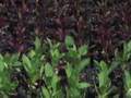 Soil Born Farms ~ WWOOF Tour NorCal Oh8!