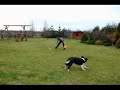 December Dogfrisbee