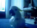 Crazy Cockatoo Crazy Cockatoo