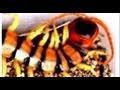 Scolopendra WITH SOUND! .,.,.,.,.,.,.,.,.,.,.,.,.,Ƣݔҩᾫ٨ӷ quaoar