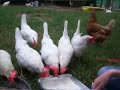 Chicken Sanctuary Chicken Sanctuary