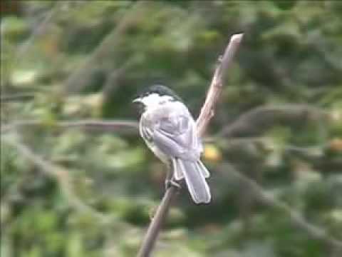 Black-Capped Chickadee at Seattle ...