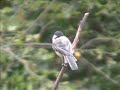 blackcapped-chickadee-at-seattle-birdcam.html