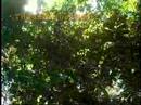 large scale biosphere-atmosphere experiment in amazonia
