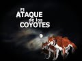 jostin es victima de los ataques de los coyotes mientras hace una entrevista.