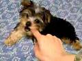 子犬に悩殺され