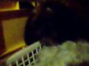 Leon sleeping