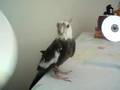 Cockatiel Sings a Random Song