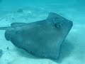 Meredith feeds her first stingray