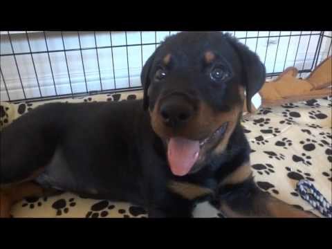 Punjabi Baby Rottweiler - Shera