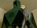 歌う ピッチクリピッ オカメインコ てれ丸