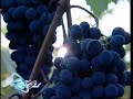 Chianti: itinerari più belli alla ricerca del vino Chianti Classico DOCG http://t.co/9YUJd0uz