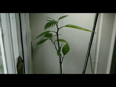 video-linktoworks-Avocado tree from seed 43 days time lapse