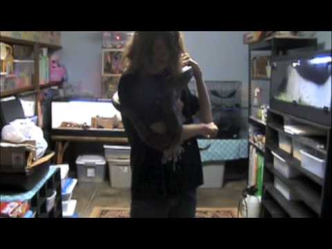 Watch 'Reptiles TV Contest Entry ( Columbian Boa)'