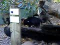 Tasmanian Devil running Featherdale Wildlife Park Tasmanian Devil running Featherdale Wildlife Park