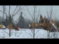 videos de SNOW PLOW STUCK and still snowing in Moncton