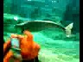 Beluga